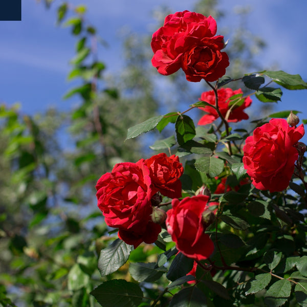 Rose Perfume for Soap