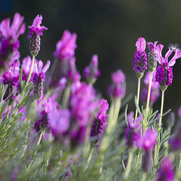 Lavender For Soap